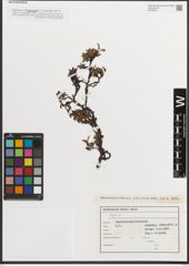 Foto von Salix L.